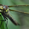 Früher Schilfjäger (Brachytron pratense)